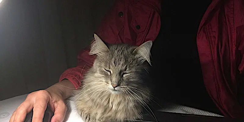 My Thoughts on Remote Work